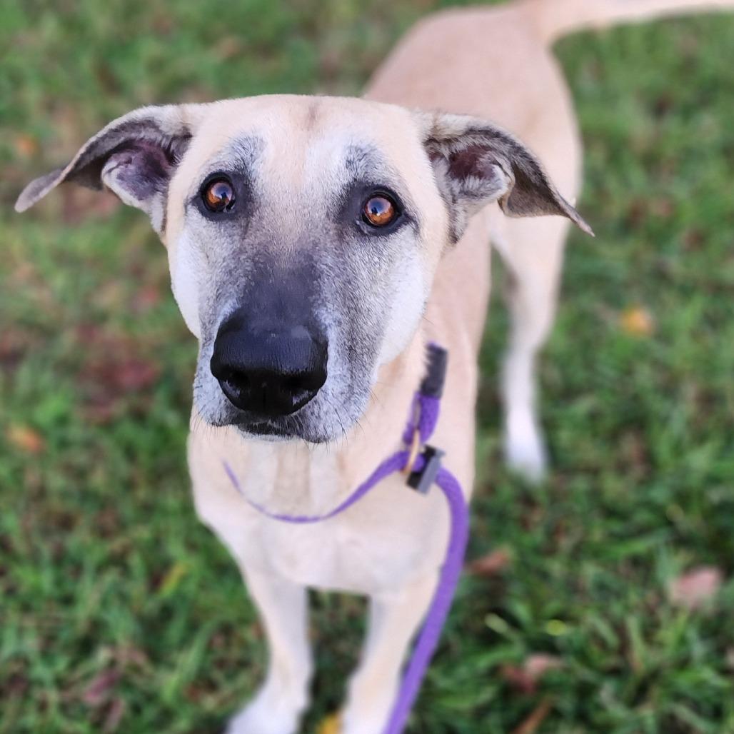 Enlarge Duke fka Tuggle, a Adoptable mixed breed in Denison, TX image 2/6