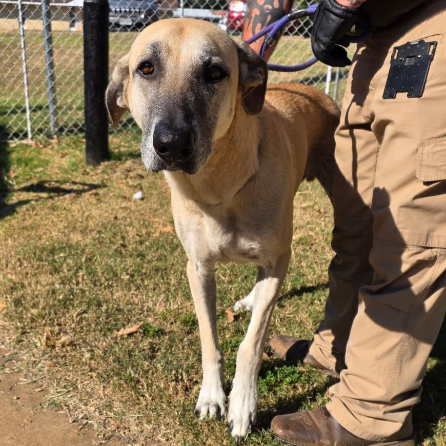 Enlarge Duke fka Tuggle, a Adoptable mixed breed in Denison, TX image 3/6