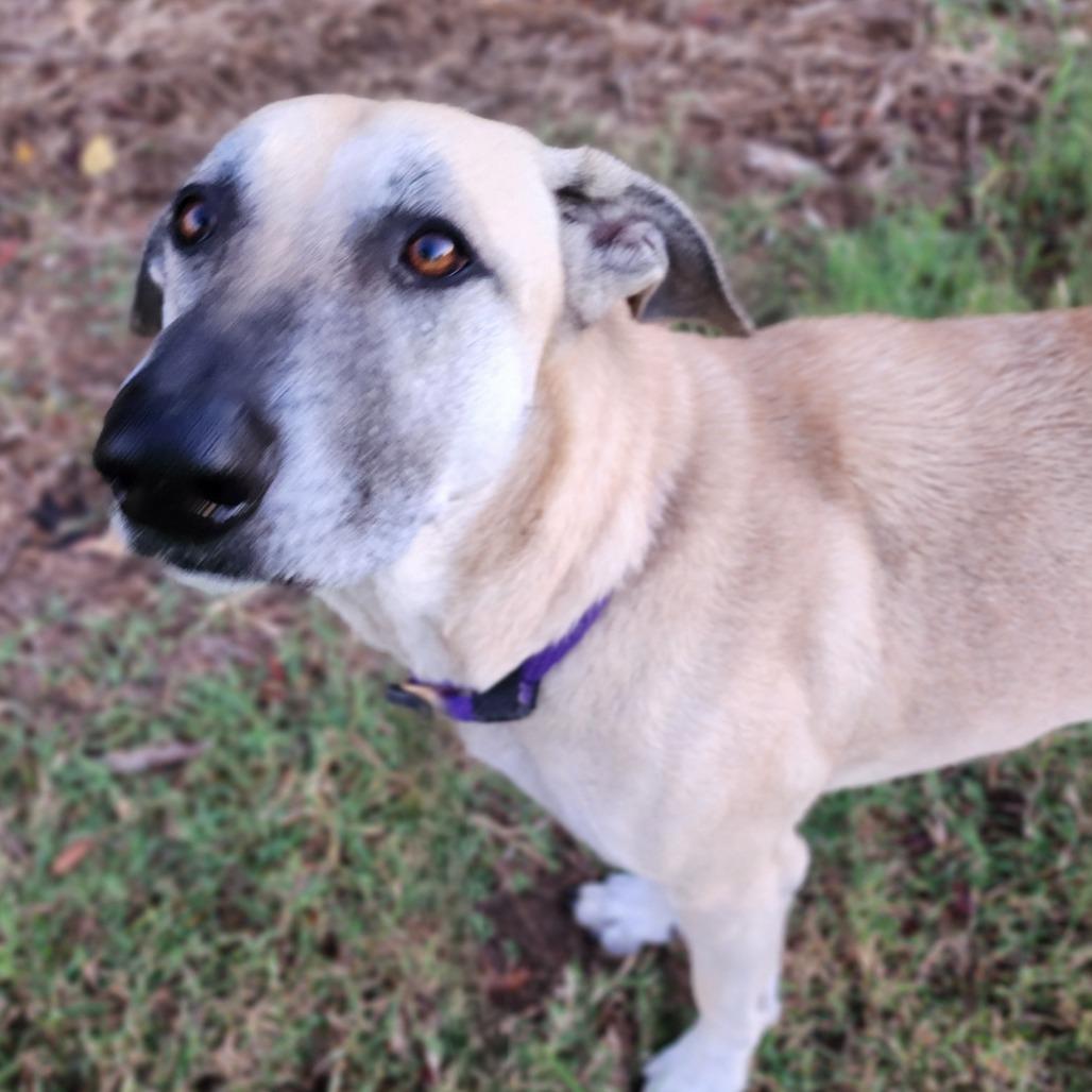 Enlarge Duke fka Tuggle, a Adoptable mixed breed in Denison, TX image 4/6