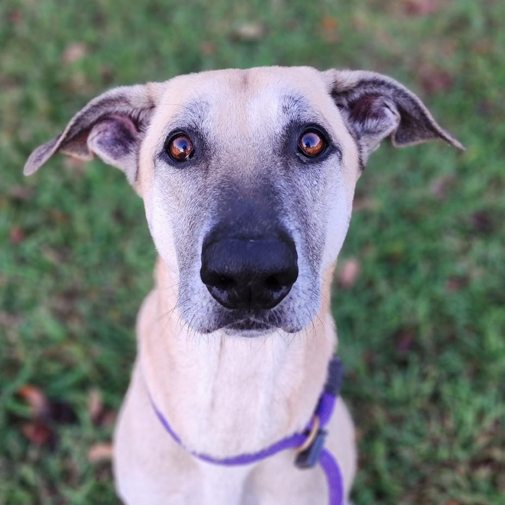 Enlarge Duke fka Tuggle, a Adoptable mixed breed in Denison, TX image 5/6