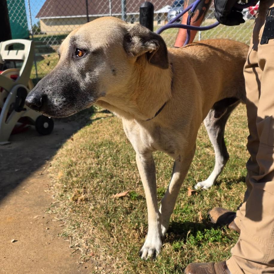 Enlarge Duke fka Tuggle, a Adoptable mixed breed in Denison, TX image 6/6