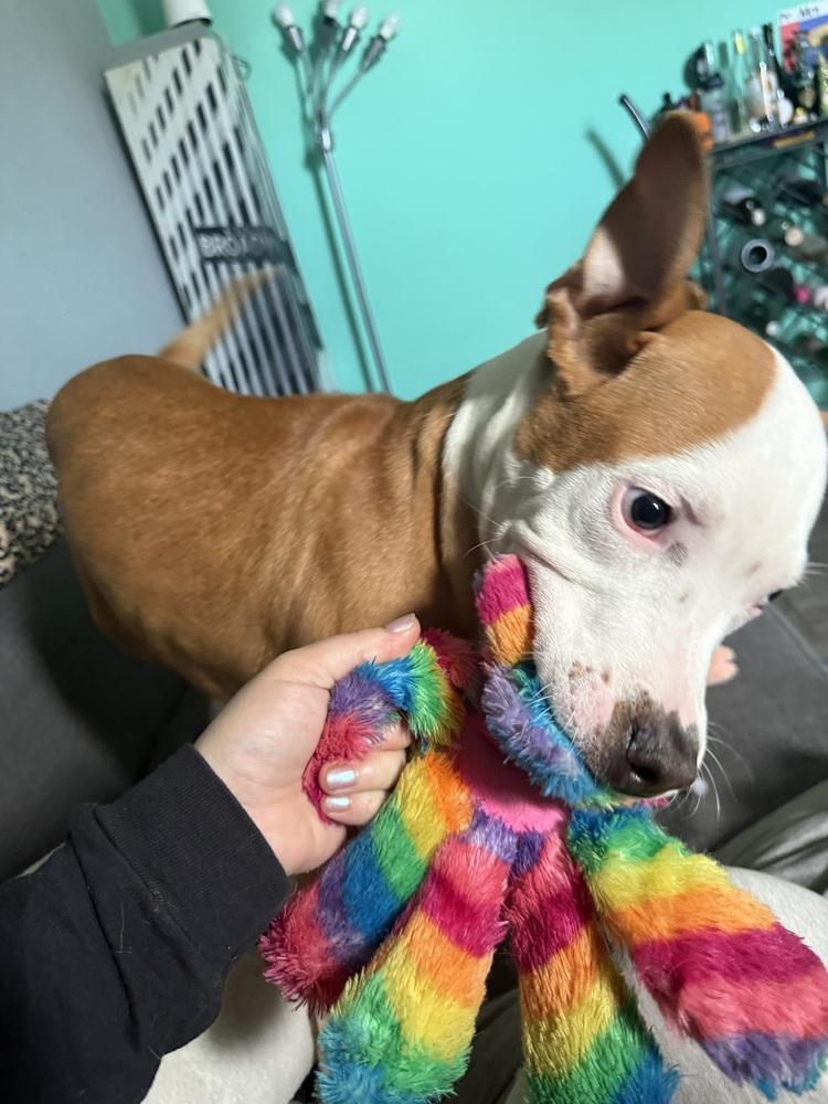 Enlarge Woody, a Adoptable mixed breed in New York, NY image 1/5