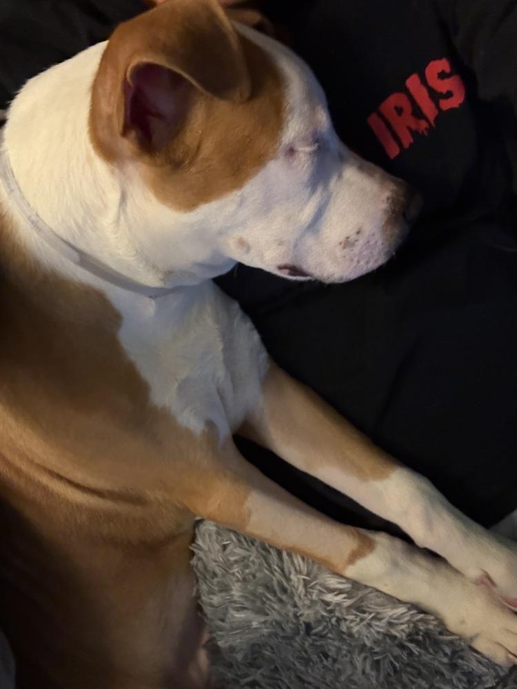 Enlarge Woody, a Adoptable mixed breed in New York, NY image 2/5