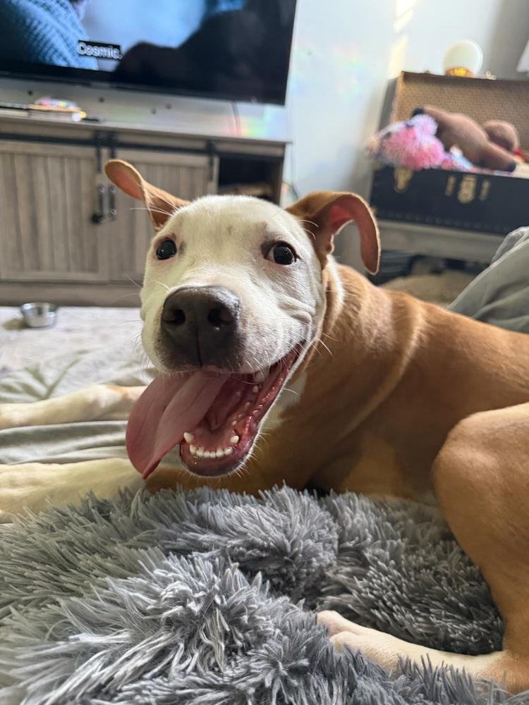 Enlarge Woody, a Adoptable mixed breed in New York, NY image 3/5