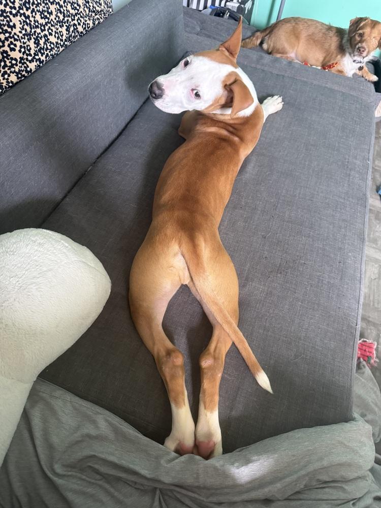 Enlarge Woody, a Adoptable mixed breed in New York, NY image 4/5