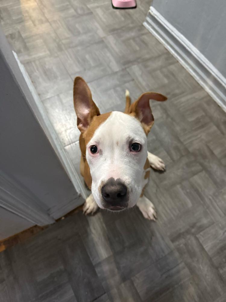 Enlarge Woody, a Adoptable mixed breed in New York, NY image 5/5