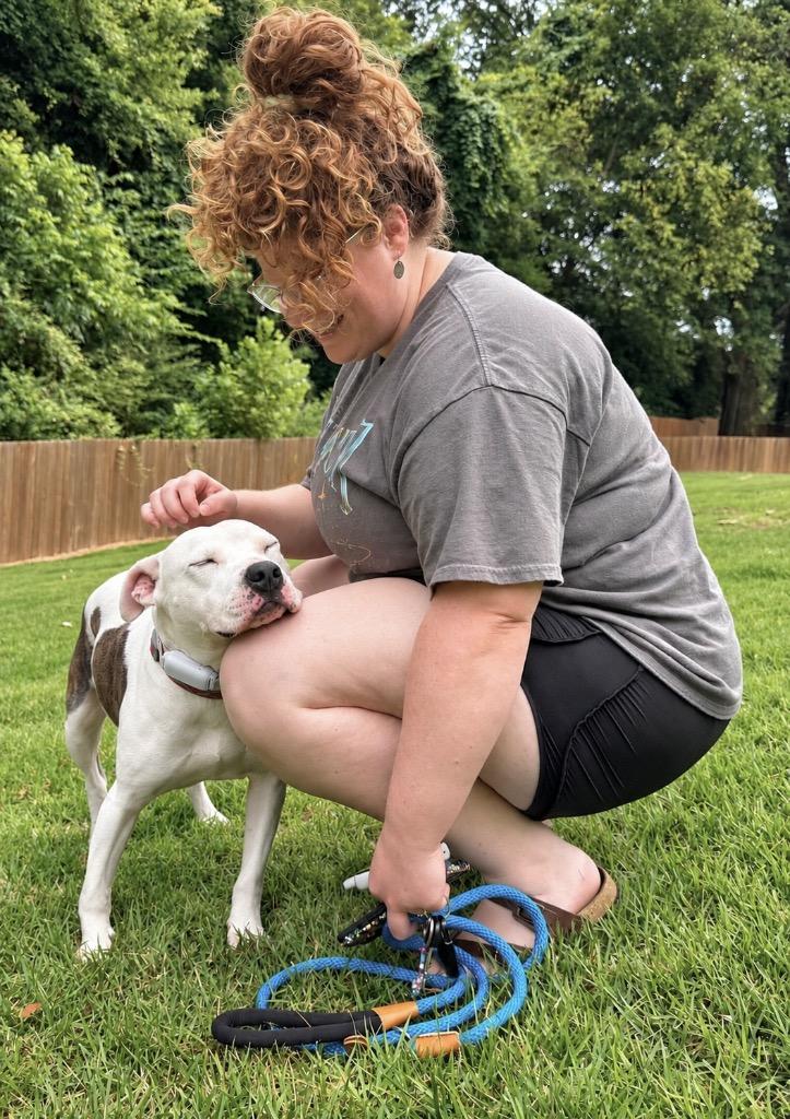 Pascal, Adoptable, Young Male Pit Bull Terrier.