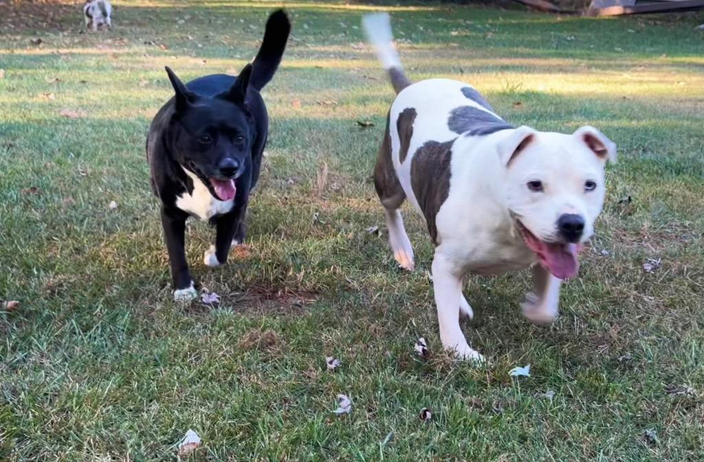 Enlarge Pascal, a Adoptable mixed breed in Princeton, MA image 2/6
