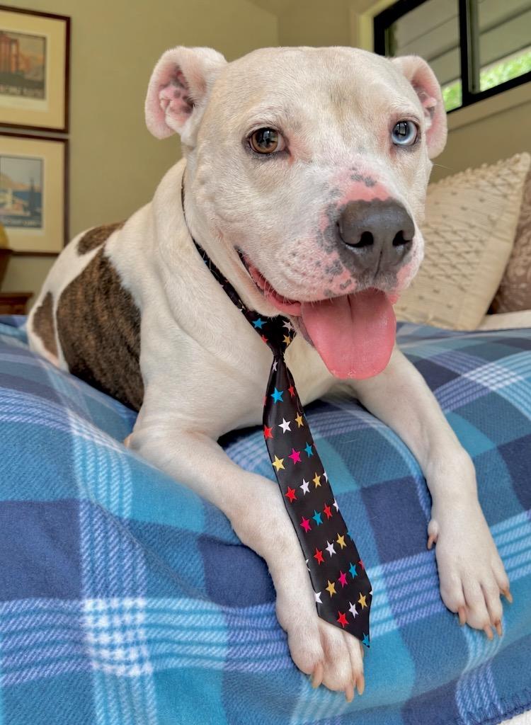 Enlarge Pascal, a Adoptable mixed breed in Princeton, MA image 3/6
