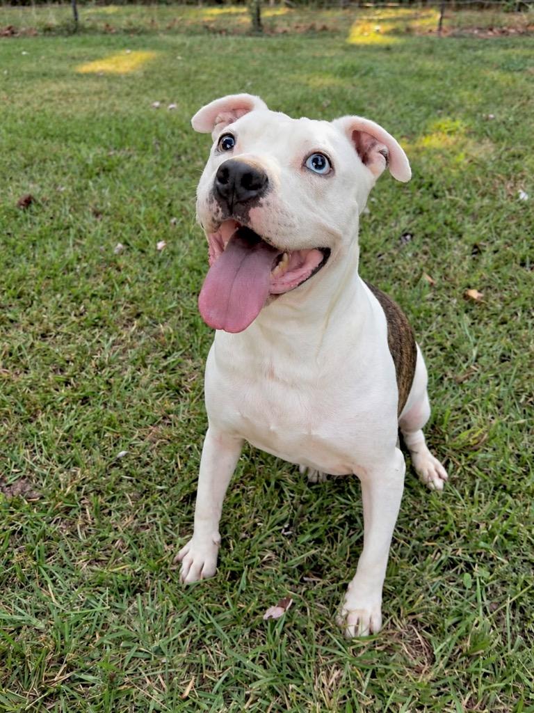 Enlarge Pascal, a Adoptable mixed breed in Princeton, MA image 4/6