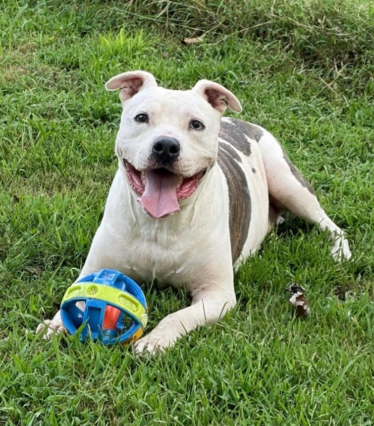 Enlarge Pascal, a Adoptable mixed breed in Princeton, MA image 6/6