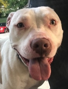 Dakota, a Adoptable mixed breed in Roselle, IL image 1/10