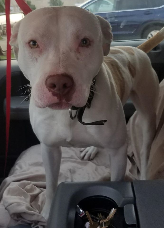 Dakota, a Adoptable mixed breed in Roselle, IL image 4/10