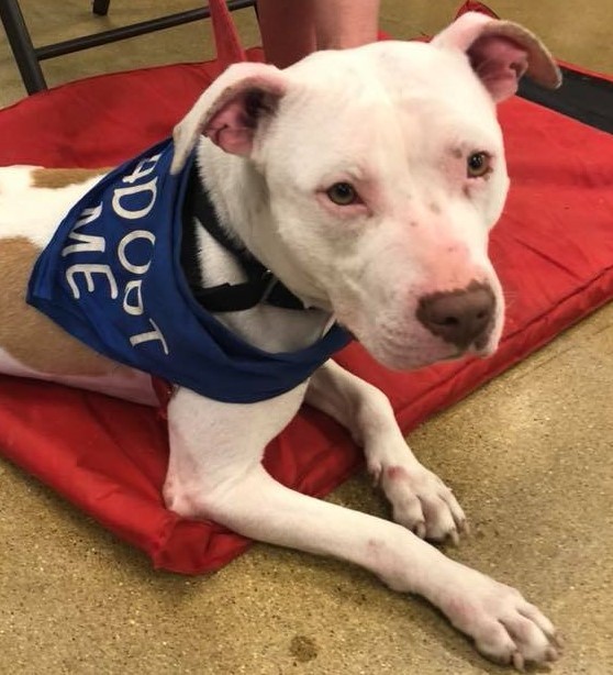 Dakota, a Adoptable mixed breed in Roselle, IL image 5/10