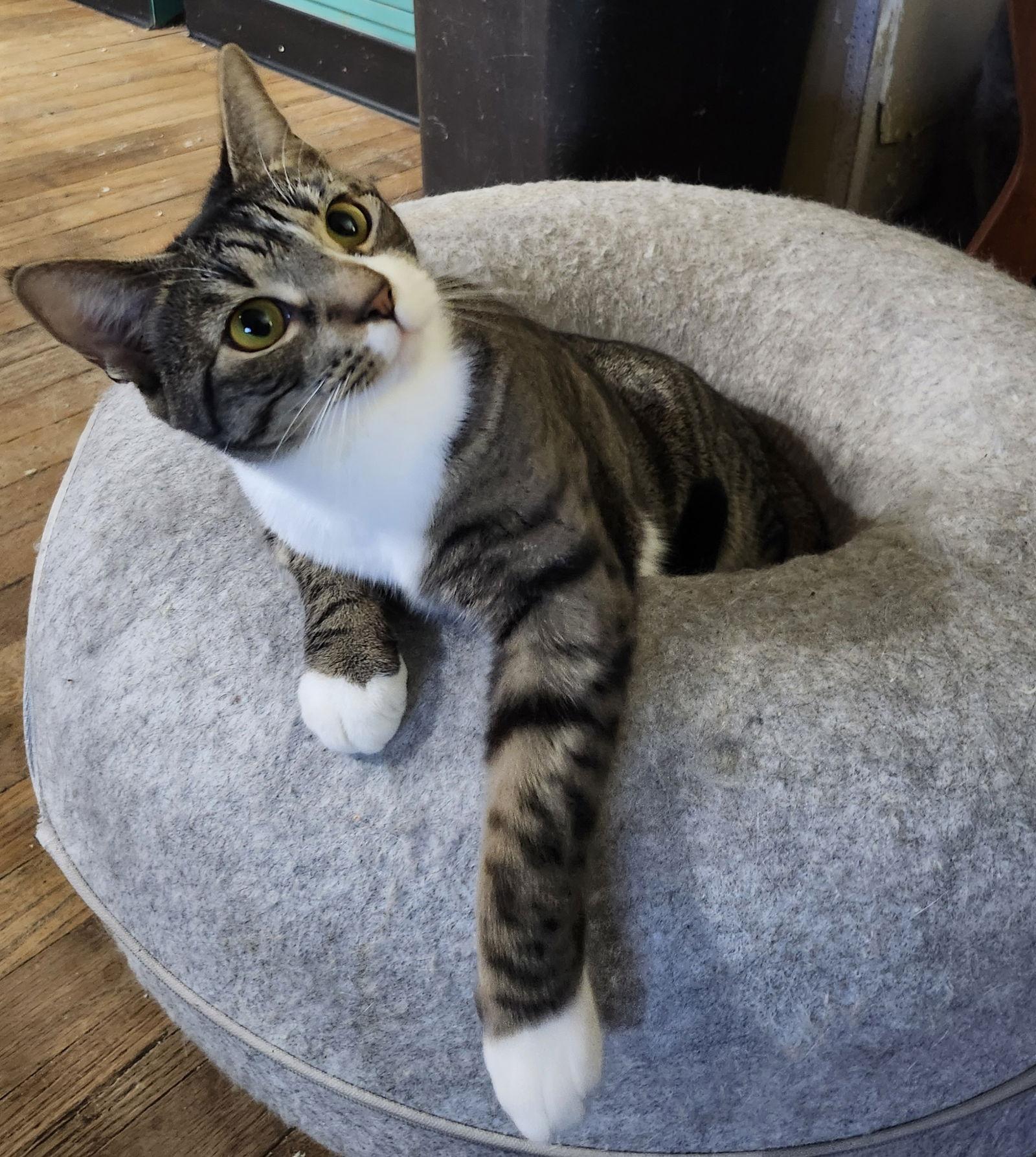 Enlarge Sushi, a Adopted Domestic Short Hair in Philadelphia, PA image 1/2