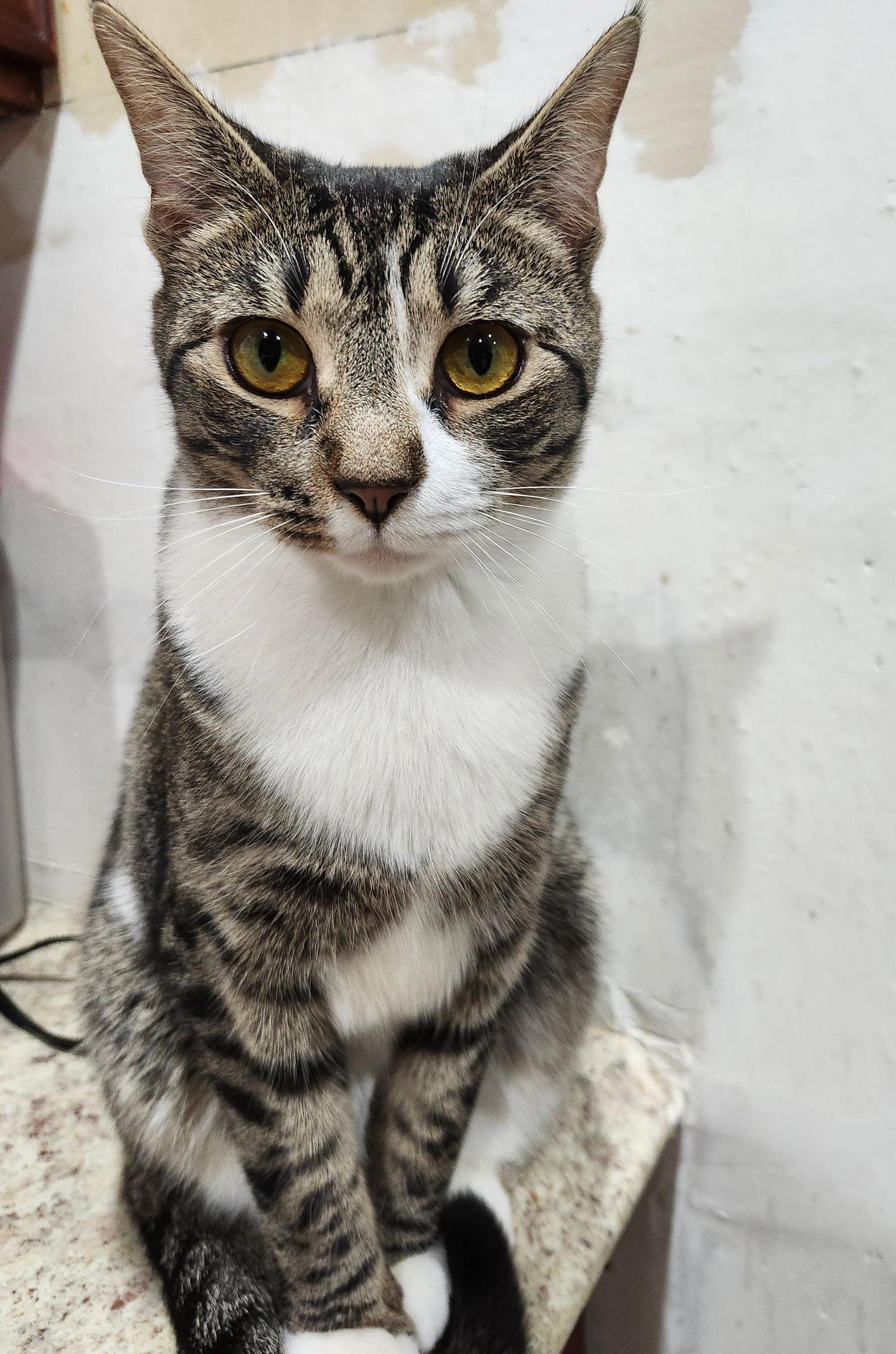 Enlarge Sushi, a Adopted Domestic Short Hair in Philadelphia, PA image 2/2