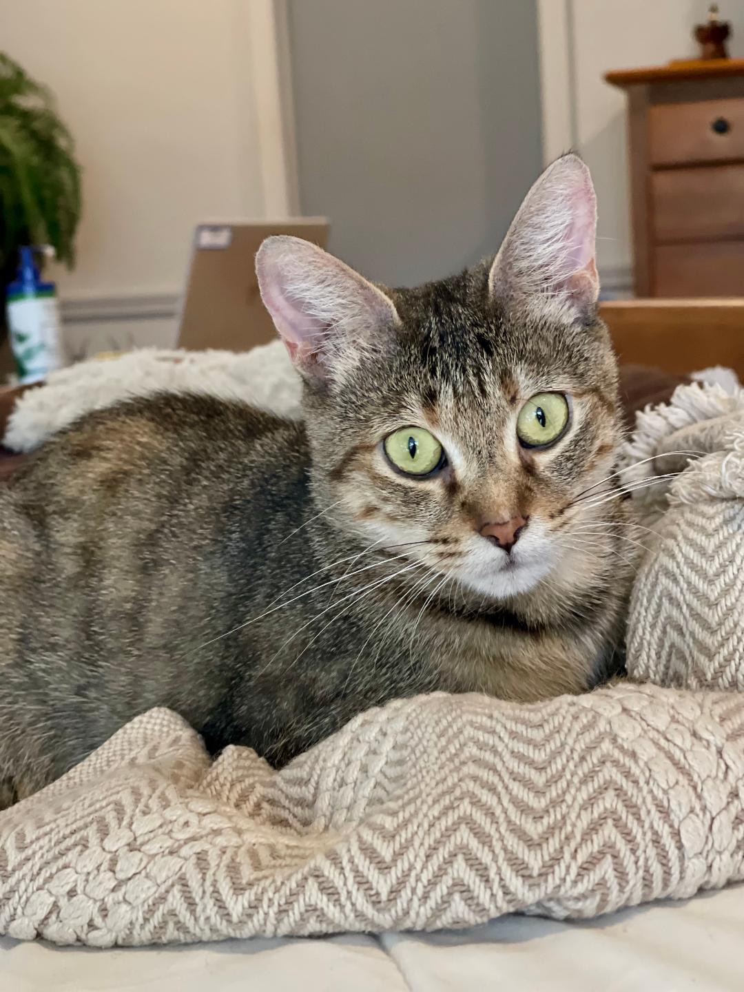 Enlarge Dorothy, a Adoptable Egyptian Mau in Boston, MA image 2/4