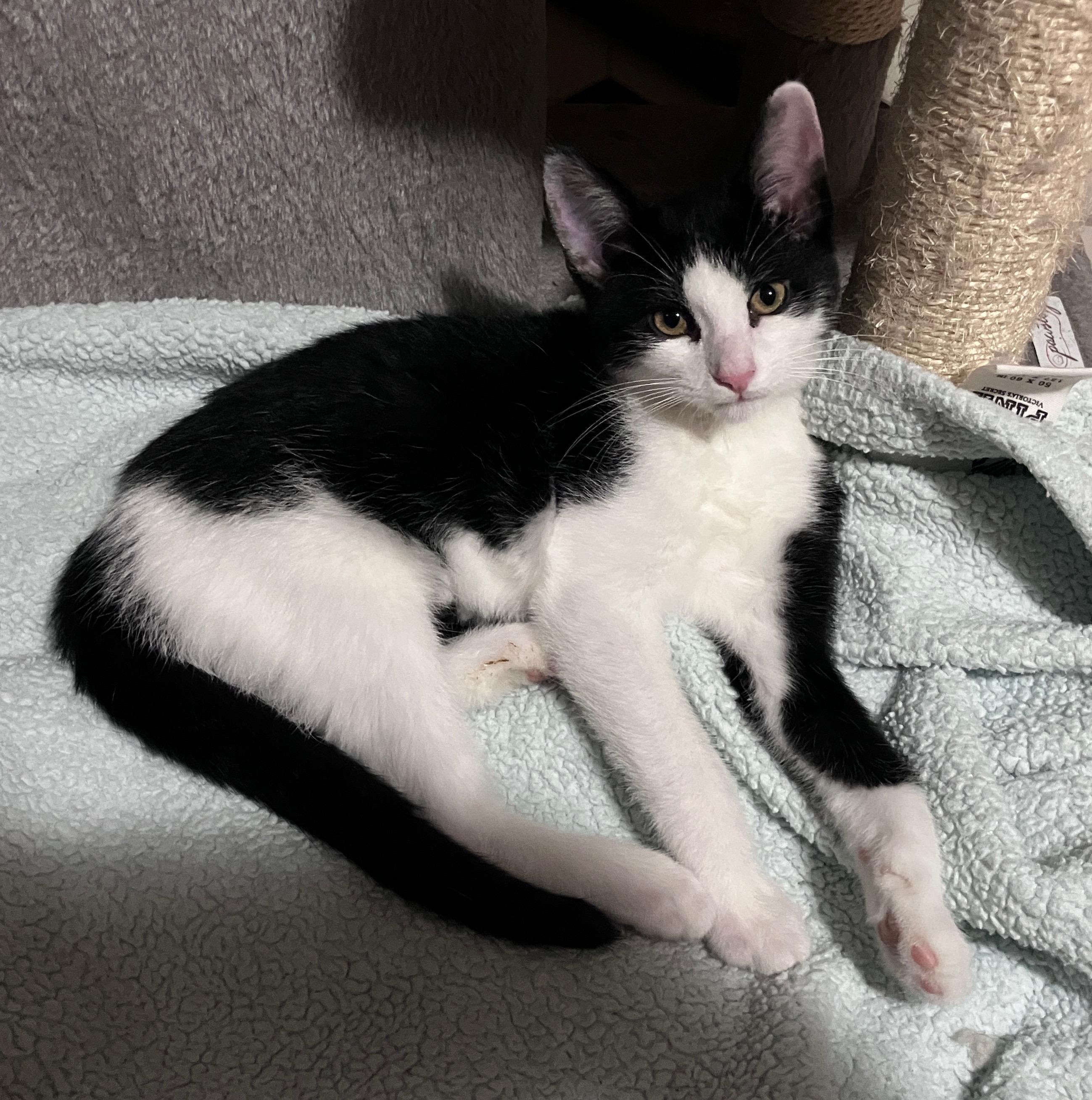 Baby Toes, Adoptable, Kitten Male Domestic Short Hair.