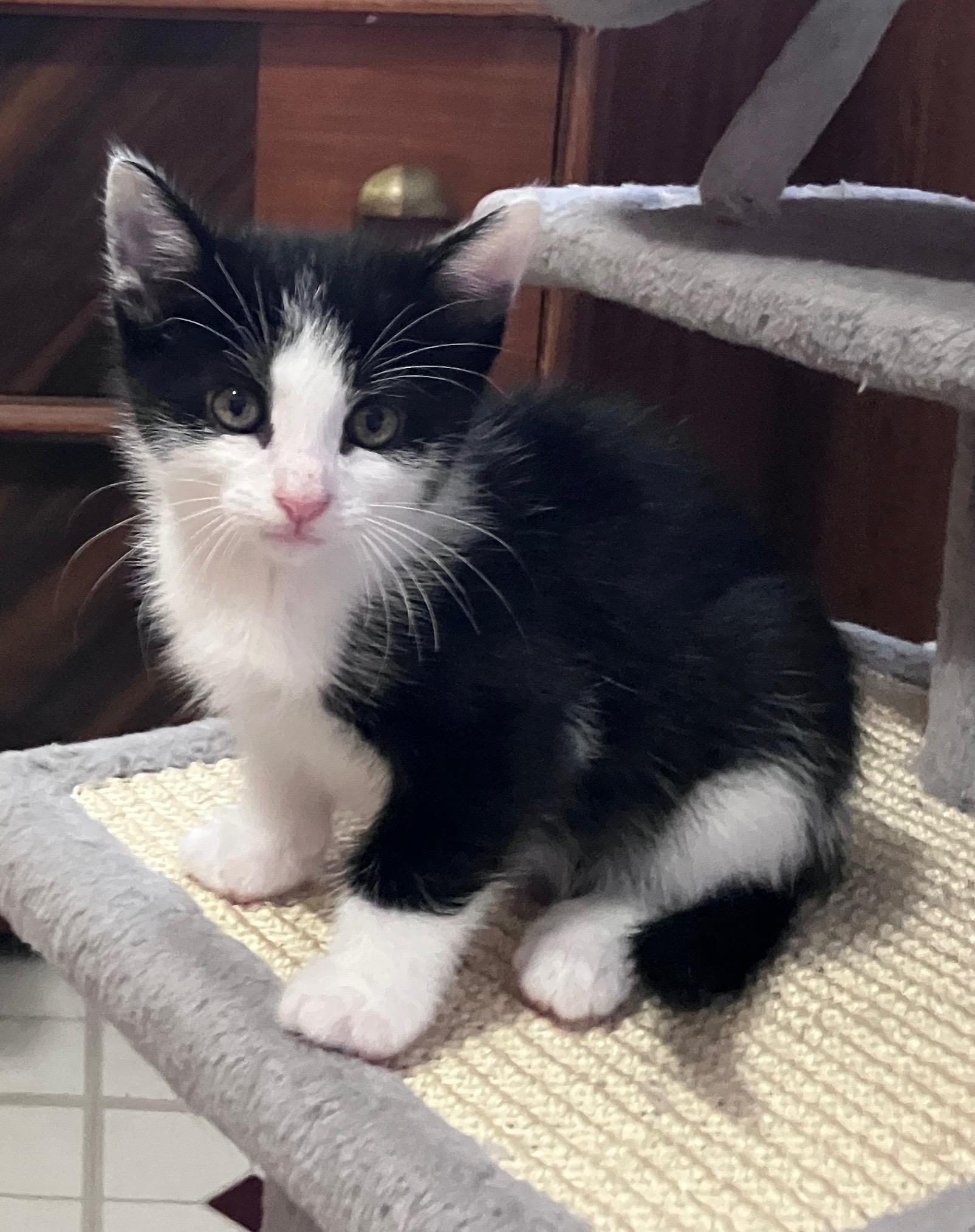 Enlarge Baby Toes, a Adoptable Domestic Short Hair in Highland, IN image 2/2