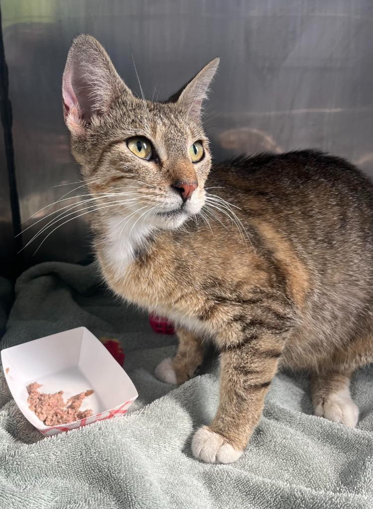 Pawsy, Adoptable, Adult Female Domestic Short Hair.