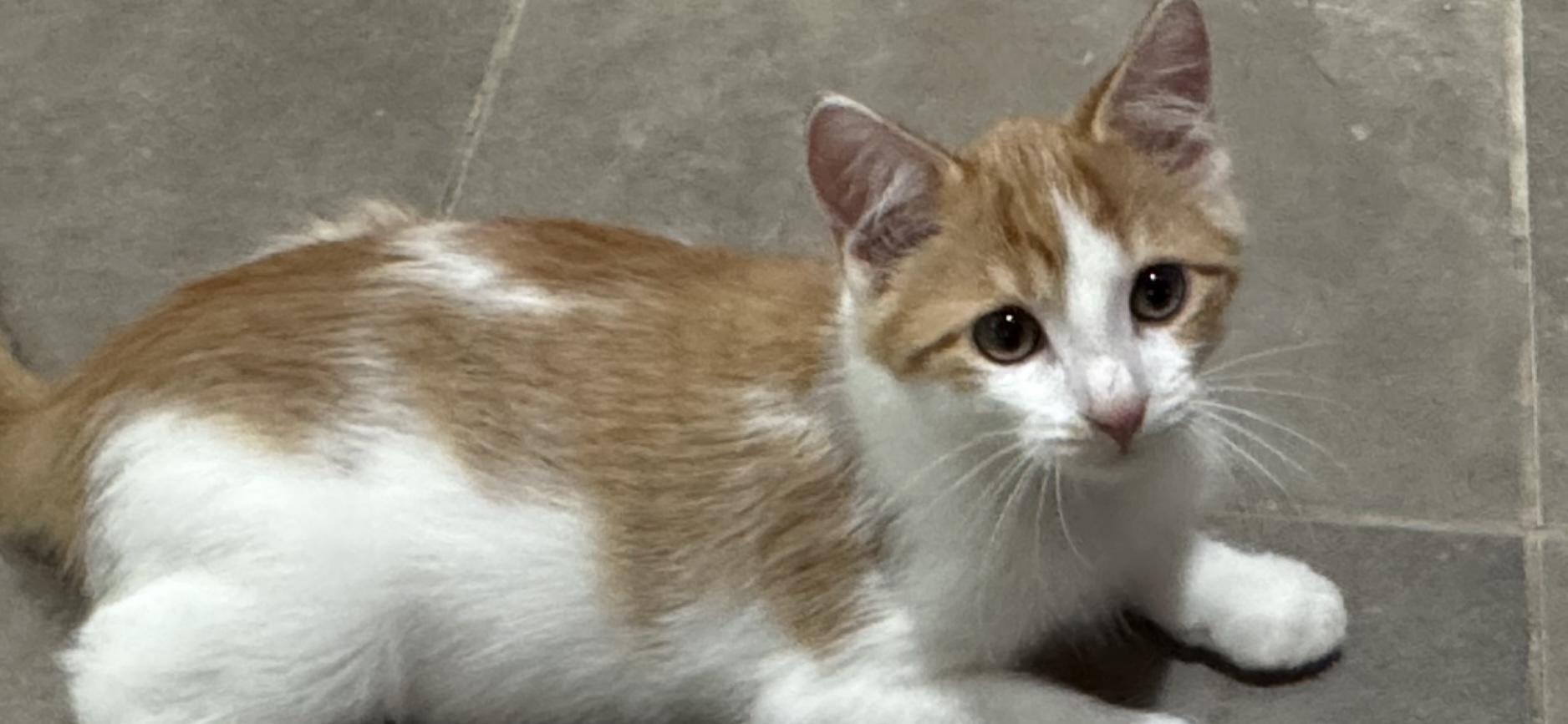 Enlarge Frank, a Adoptable Domestic Short Hair in Lincoln, NE image 4/6