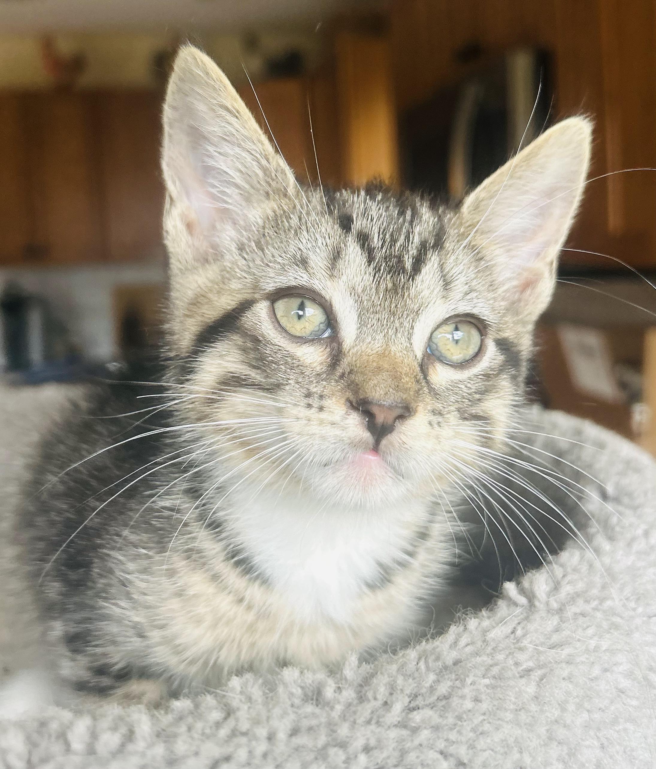 Enlarge Skipper, a Adoptable Tabby in Wayne, NJ image 3/3