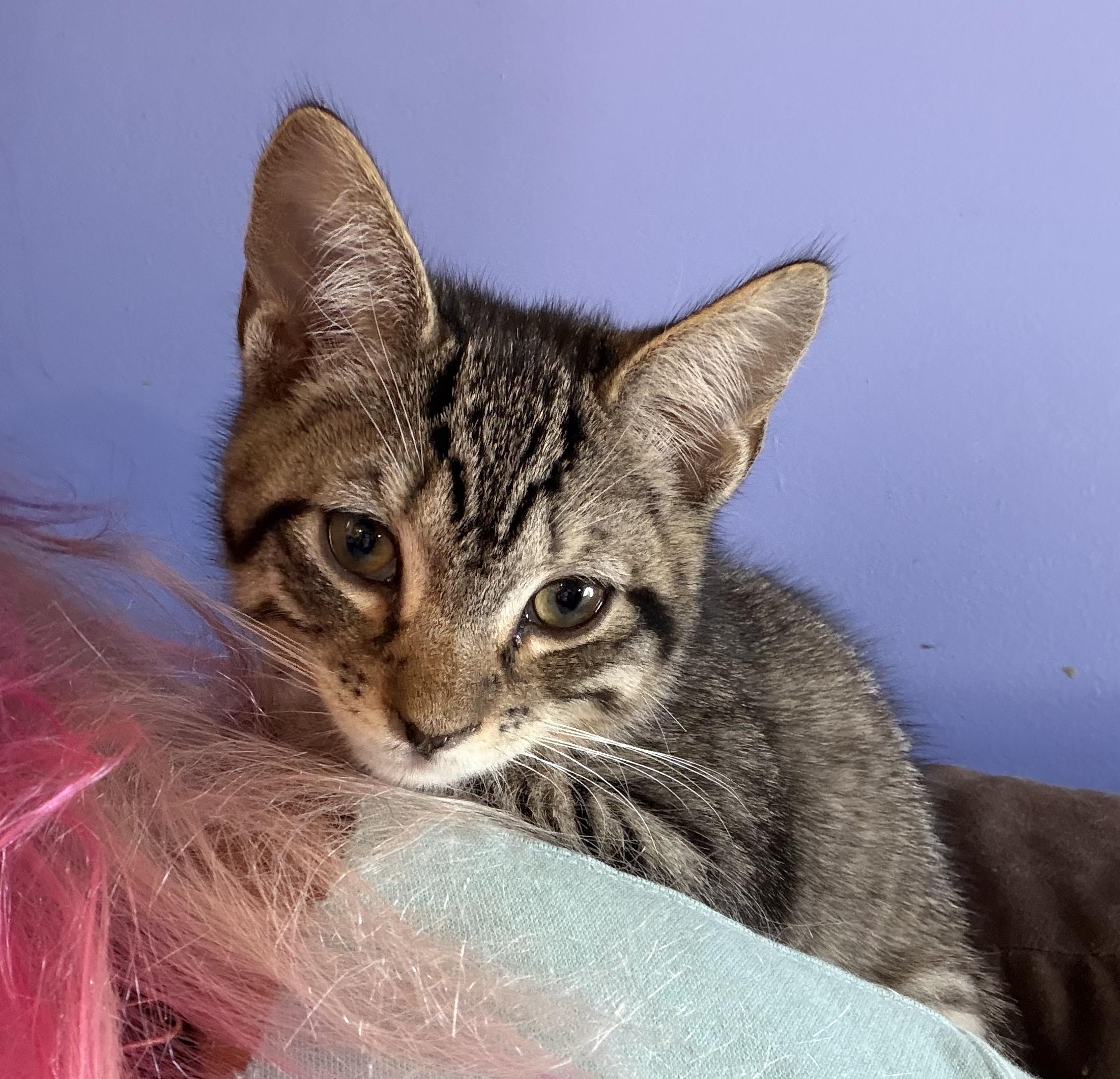 Enlarge Skipper, a Adoptable Tabby in Wayne, NJ image 1/3