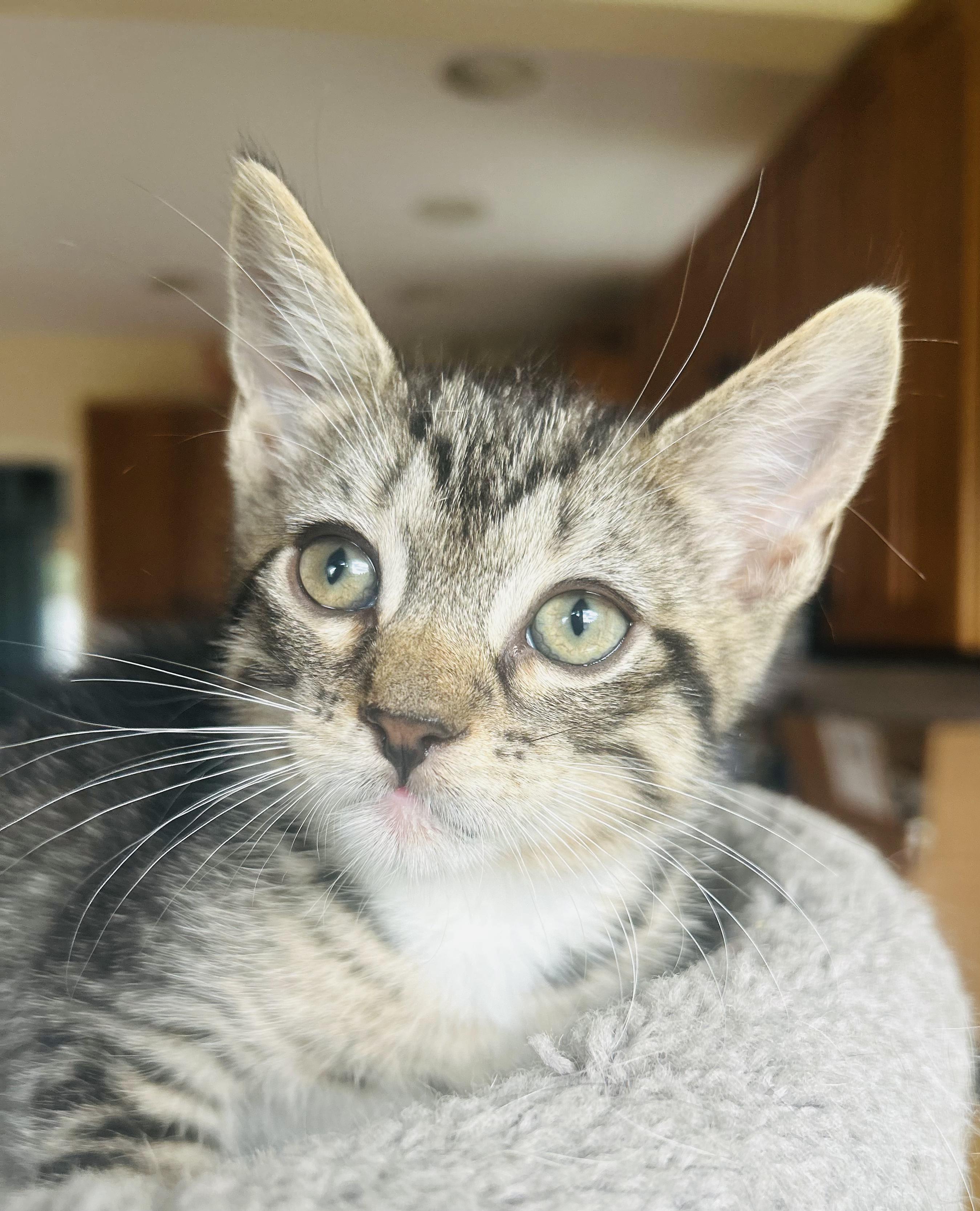 Skipper, Adoptable, Kitten Male Tabby.