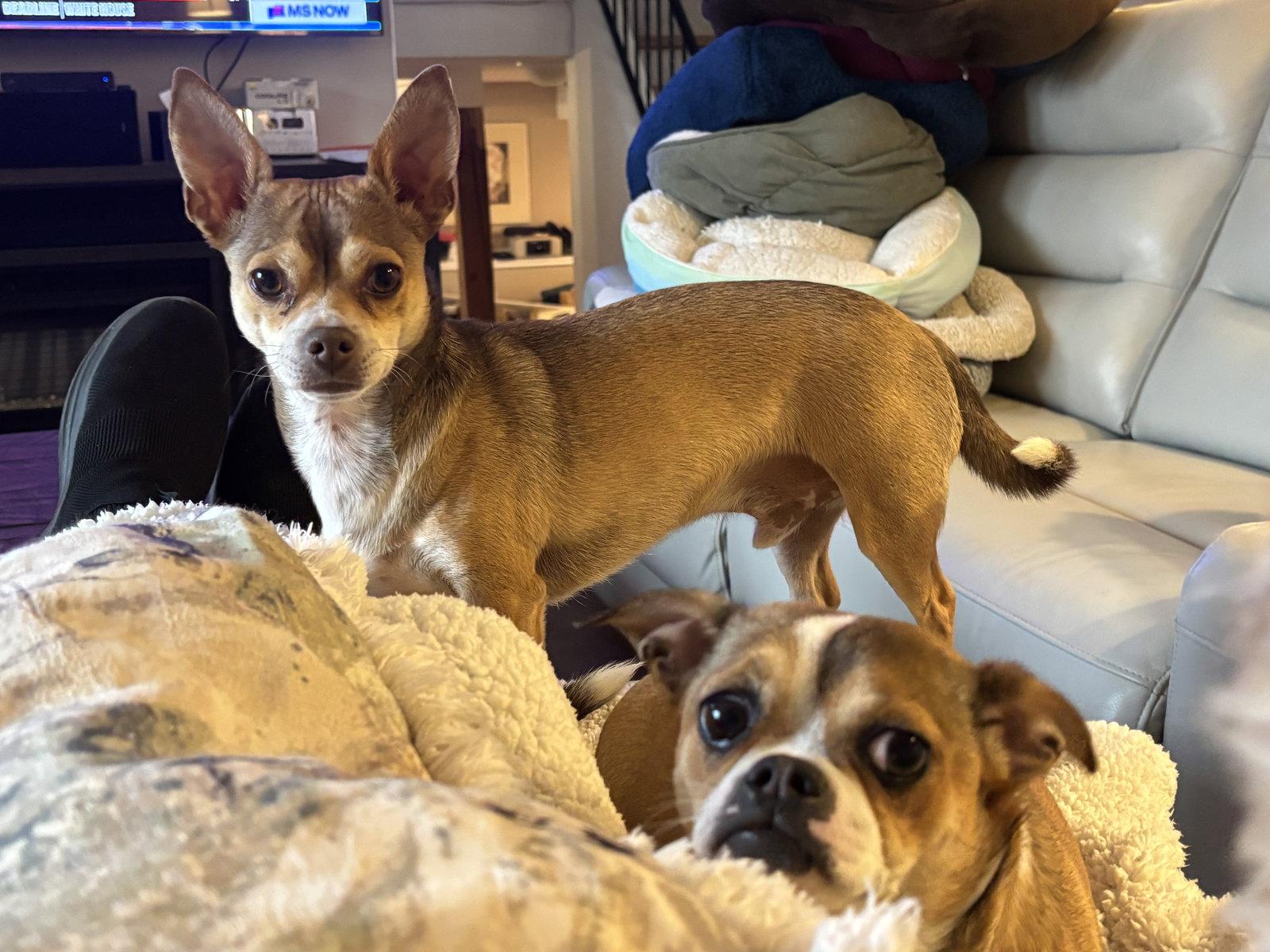 Enlarge Muttley D6116 & Jeff D6115 (Bonded Pair), a Adoptable Chihuahua in minneapolis, MN image 1/3