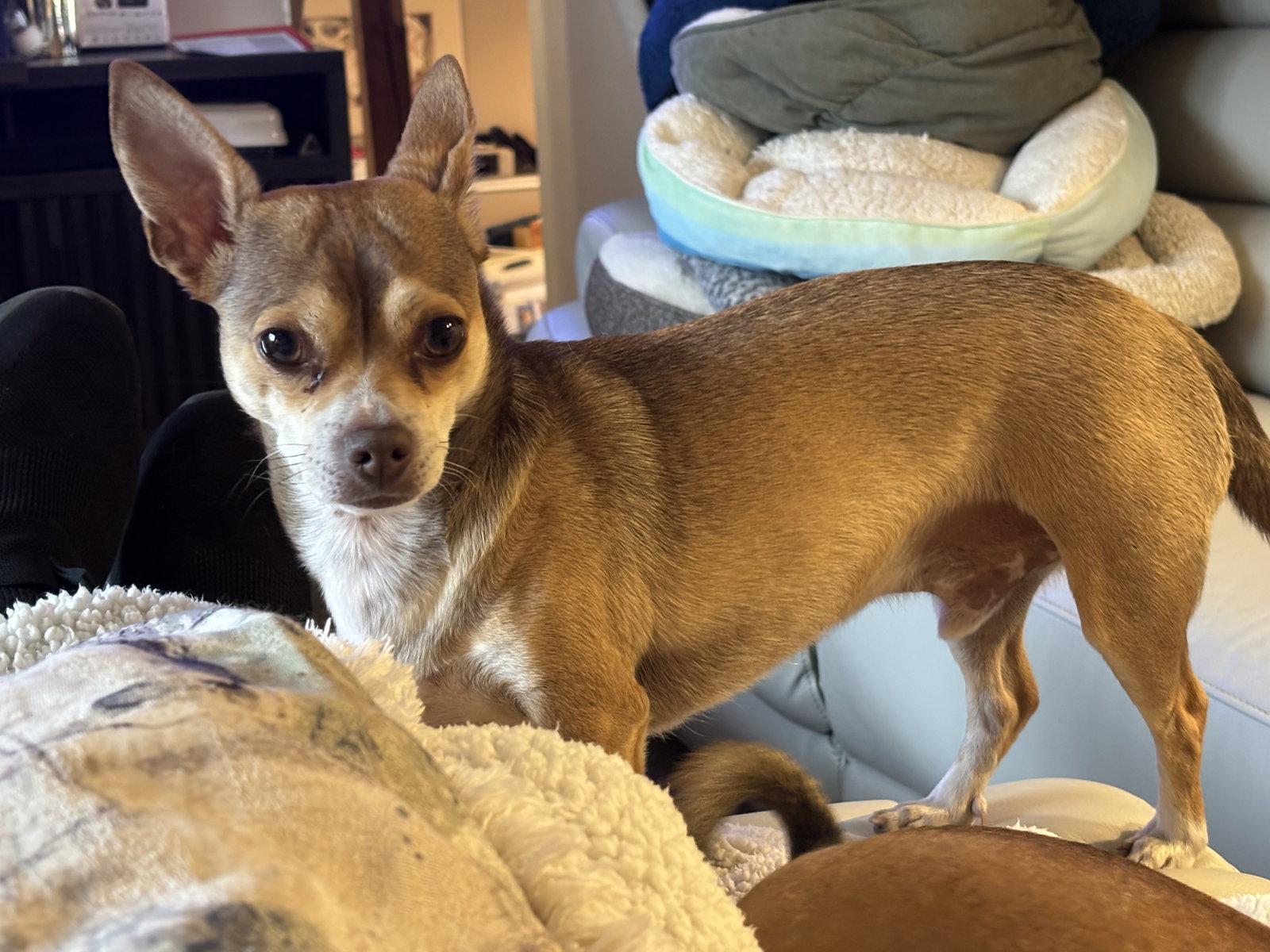 Enlarge Muttley D6116 & Jeff D6115 (Bonded Pair), a Adoptable Chihuahua in minneapolis, MN image 2/3