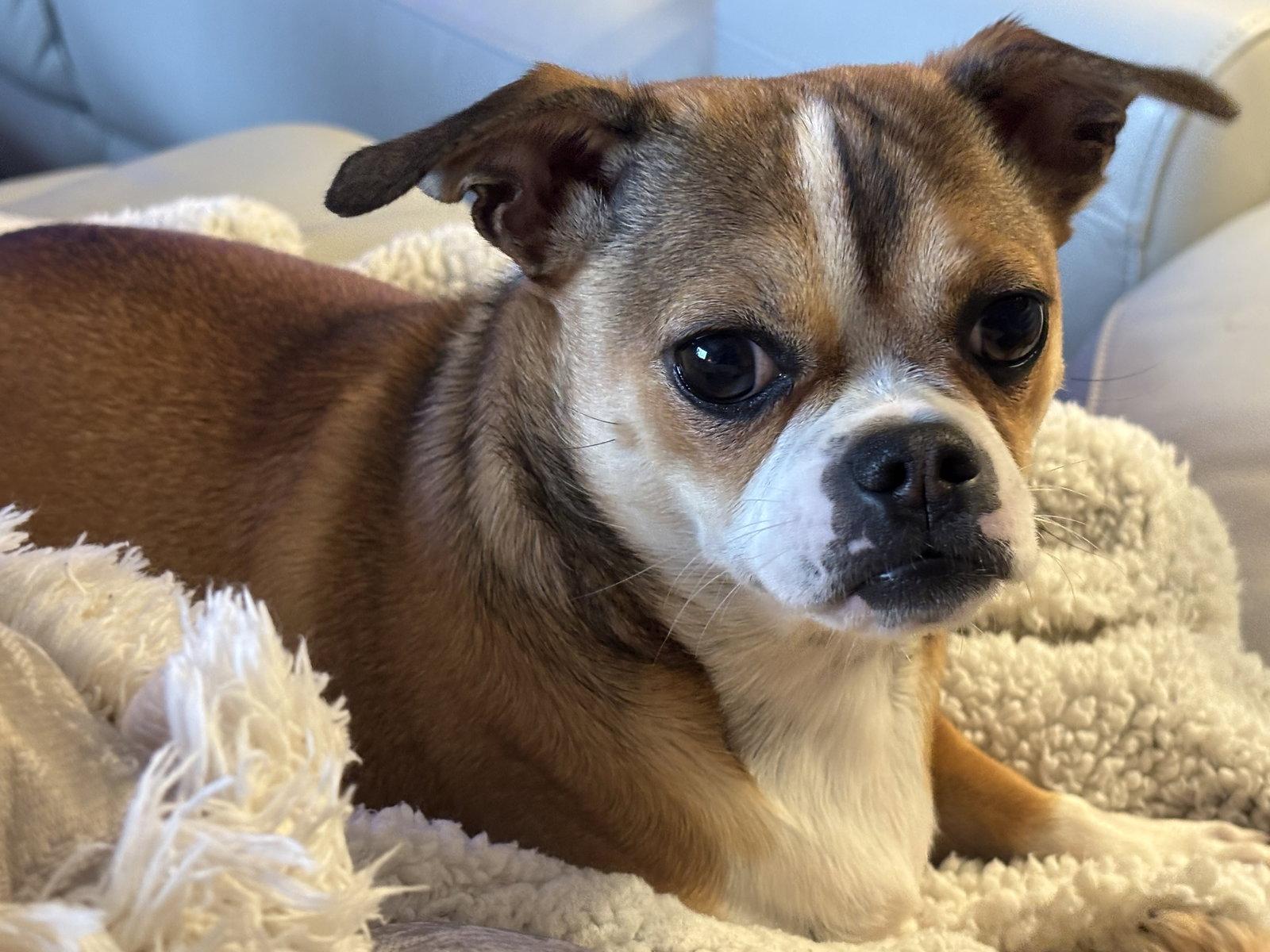 Enlarge Muttley D6116 & Jeff D6115 (Bonded Pair), a Adoptable Chihuahua in minneapolis, MN image 3/3