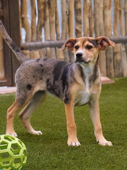 Jolene, an adoptable Catahoula Leopard Dog in Thayne, WY, 83127 | Photo Image 1