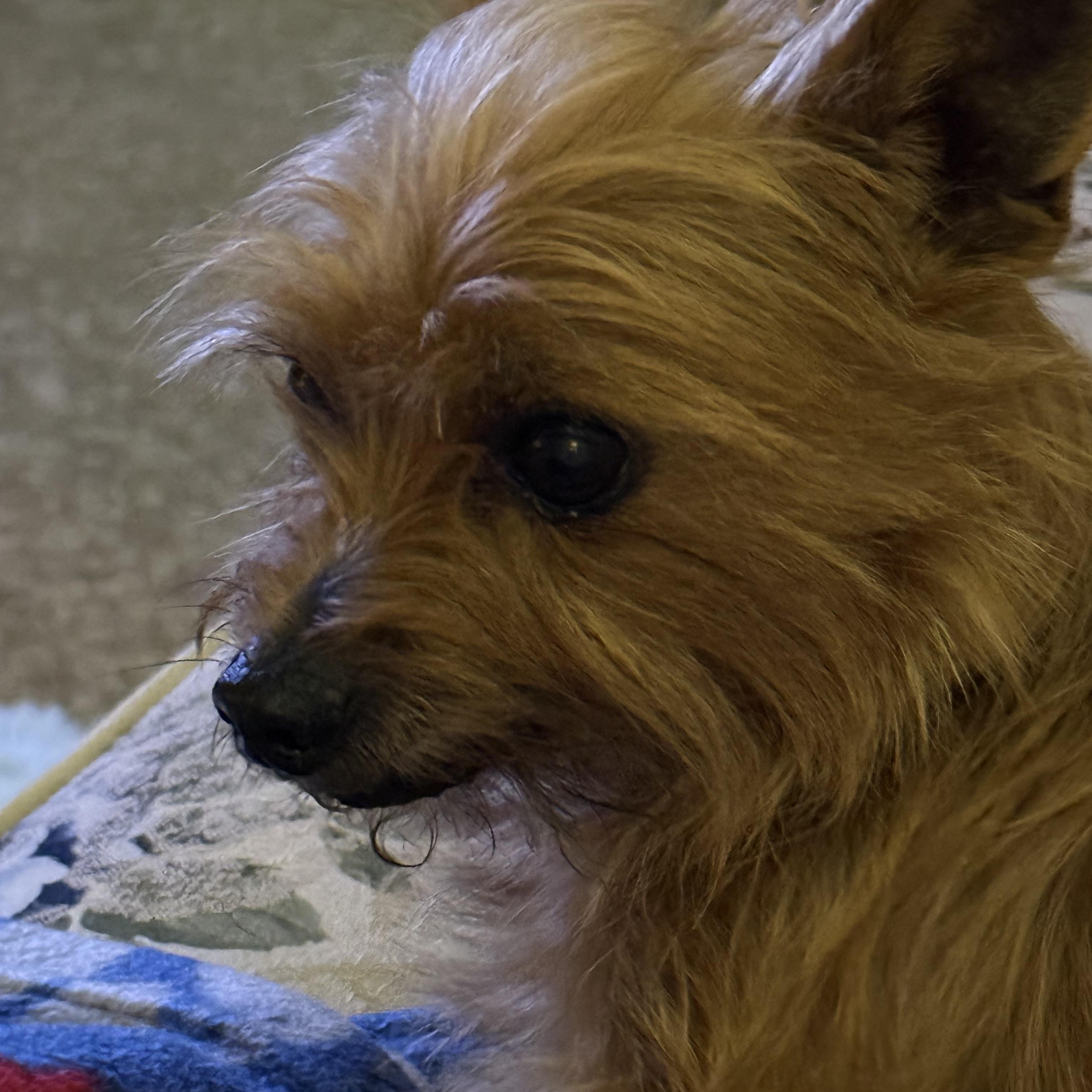 Tramp, a ADOPTABLE Yorkshire Terrier in Monroe, GA image 3/6