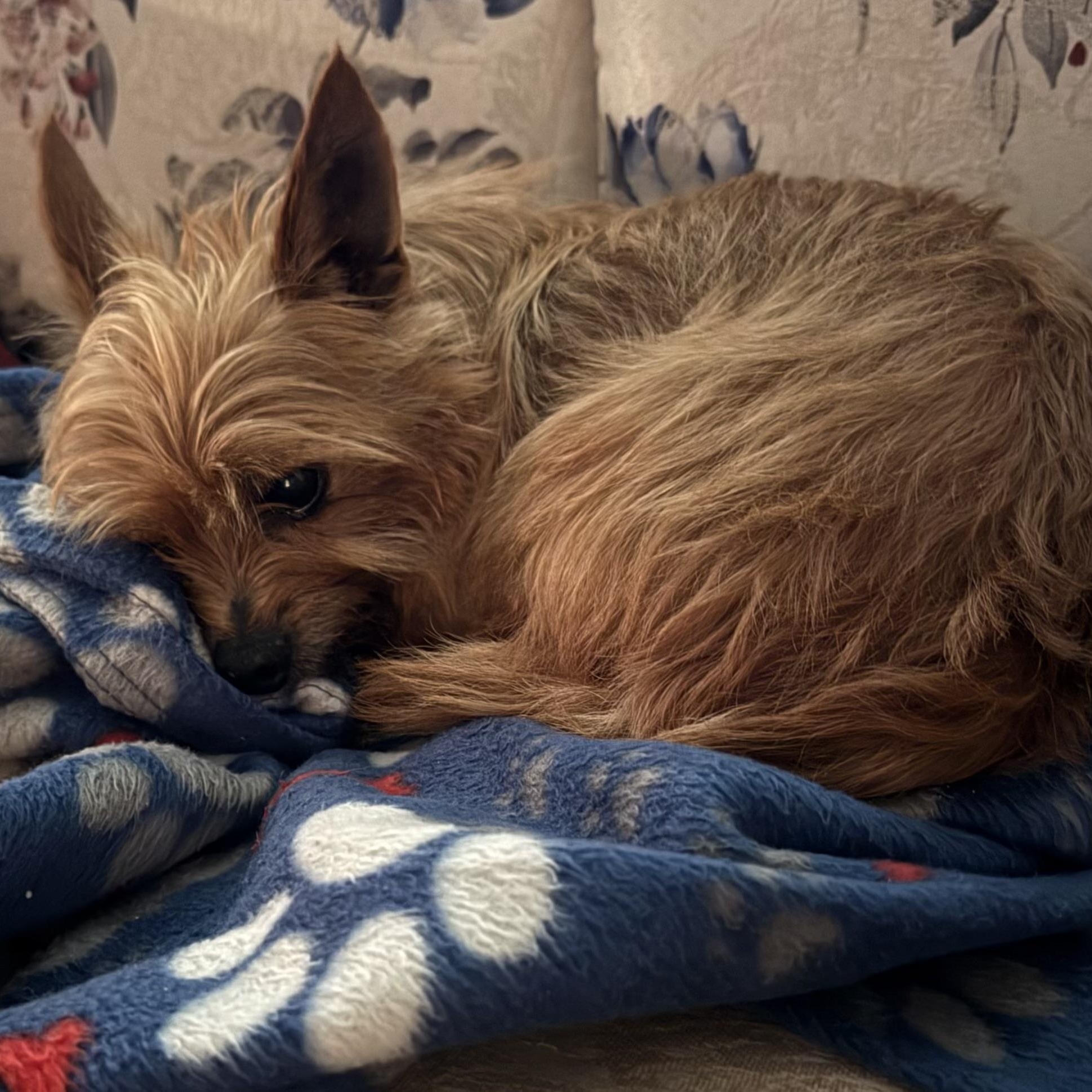 Tramp, a ADOPTABLE Yorkshire Terrier in Monroe, GA image 4/6