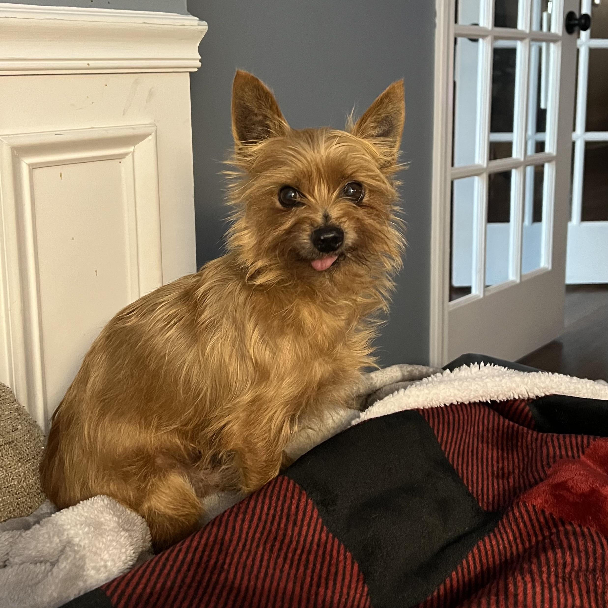 Tramp, a ADOPTABLE Yorkshire Terrier in Monroe, GA image 1/6