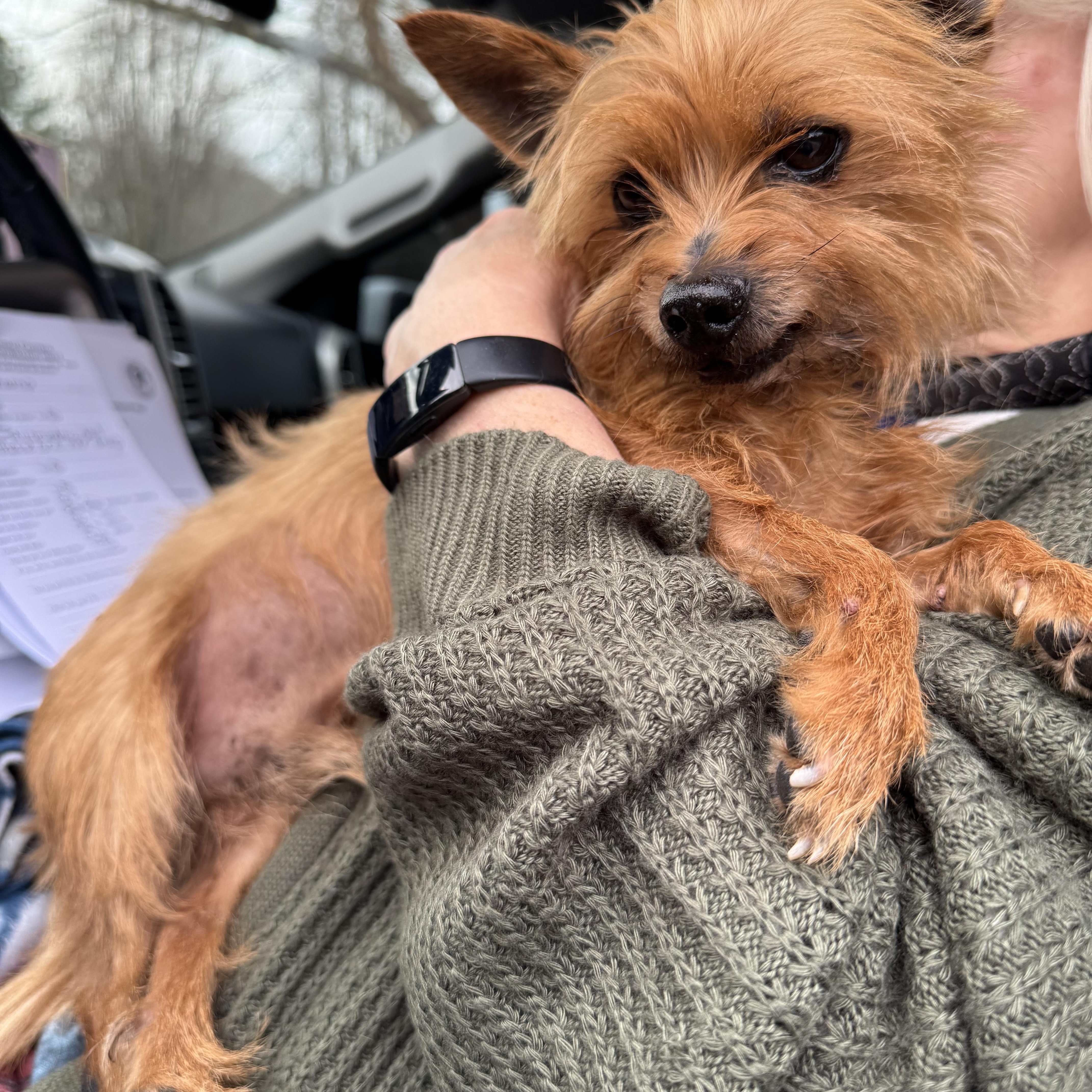 Tramp, a ADOPTABLE Yorkshire Terrier in Monroe, GA image 2/6