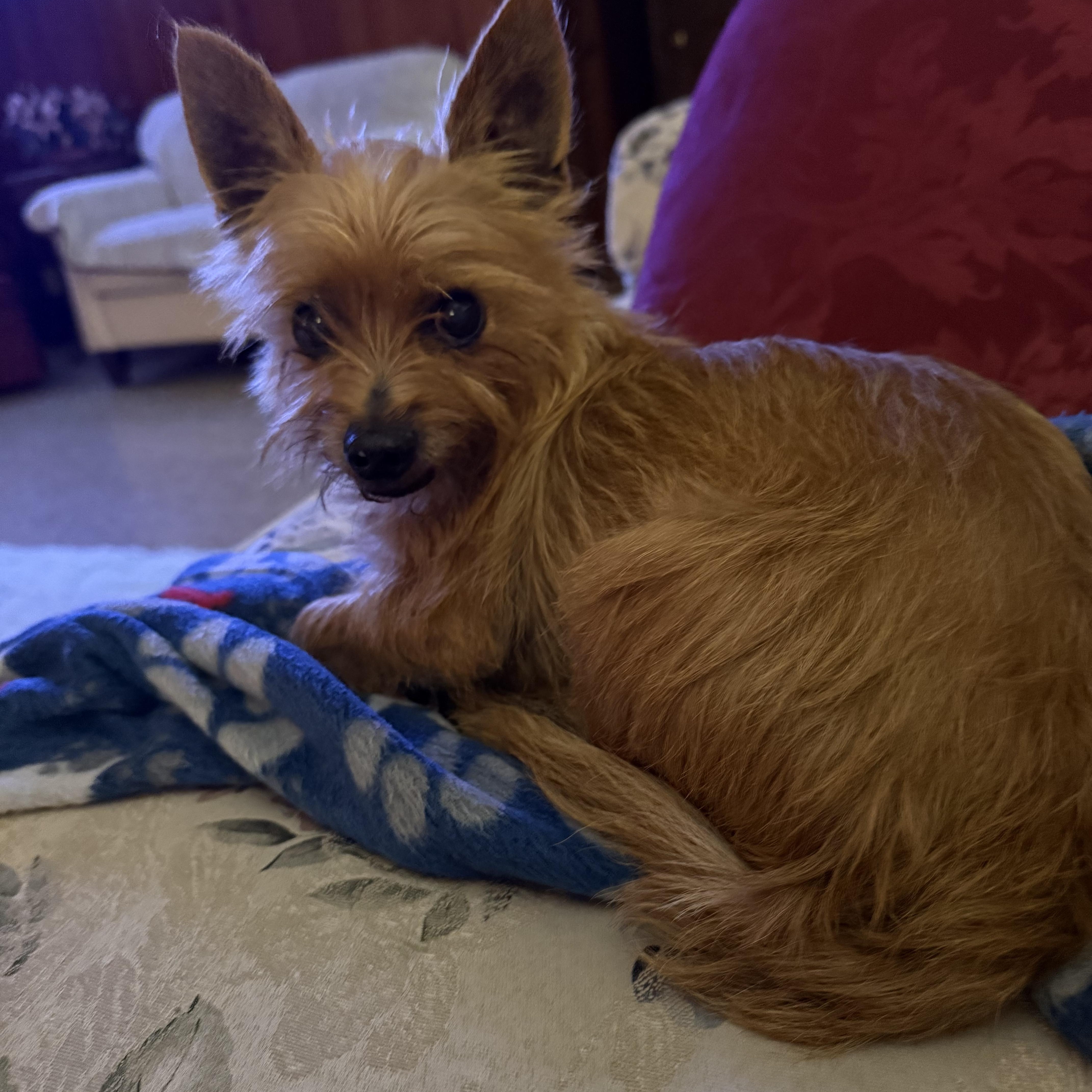 Tramp, a ADOPTABLE Yorkshire Terrier in Monroe, GA image 5/6