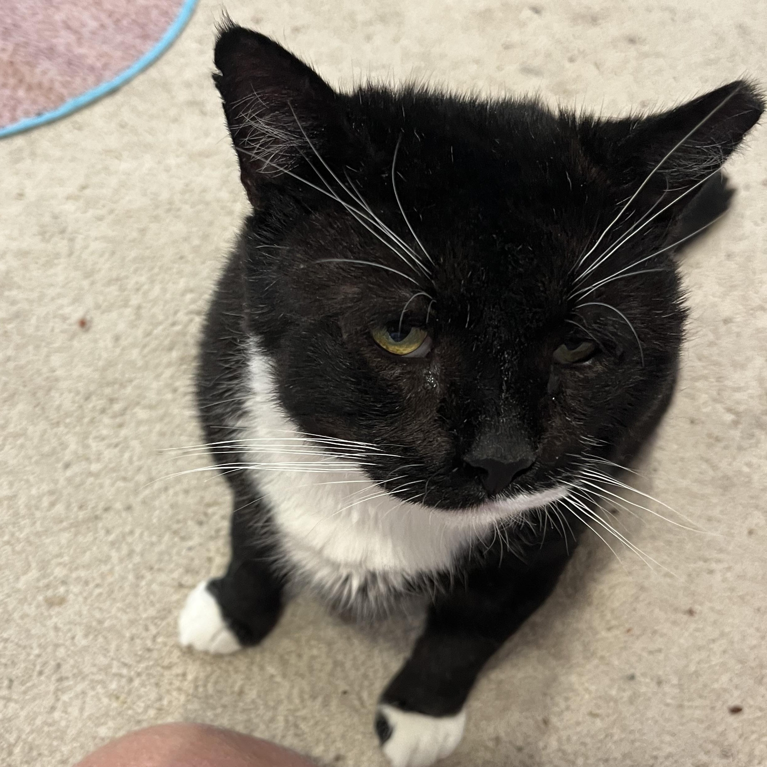 Enlarge Big Boy 4014, a Adoptable Domestic Short Hair in Scranton, PA image 4/6