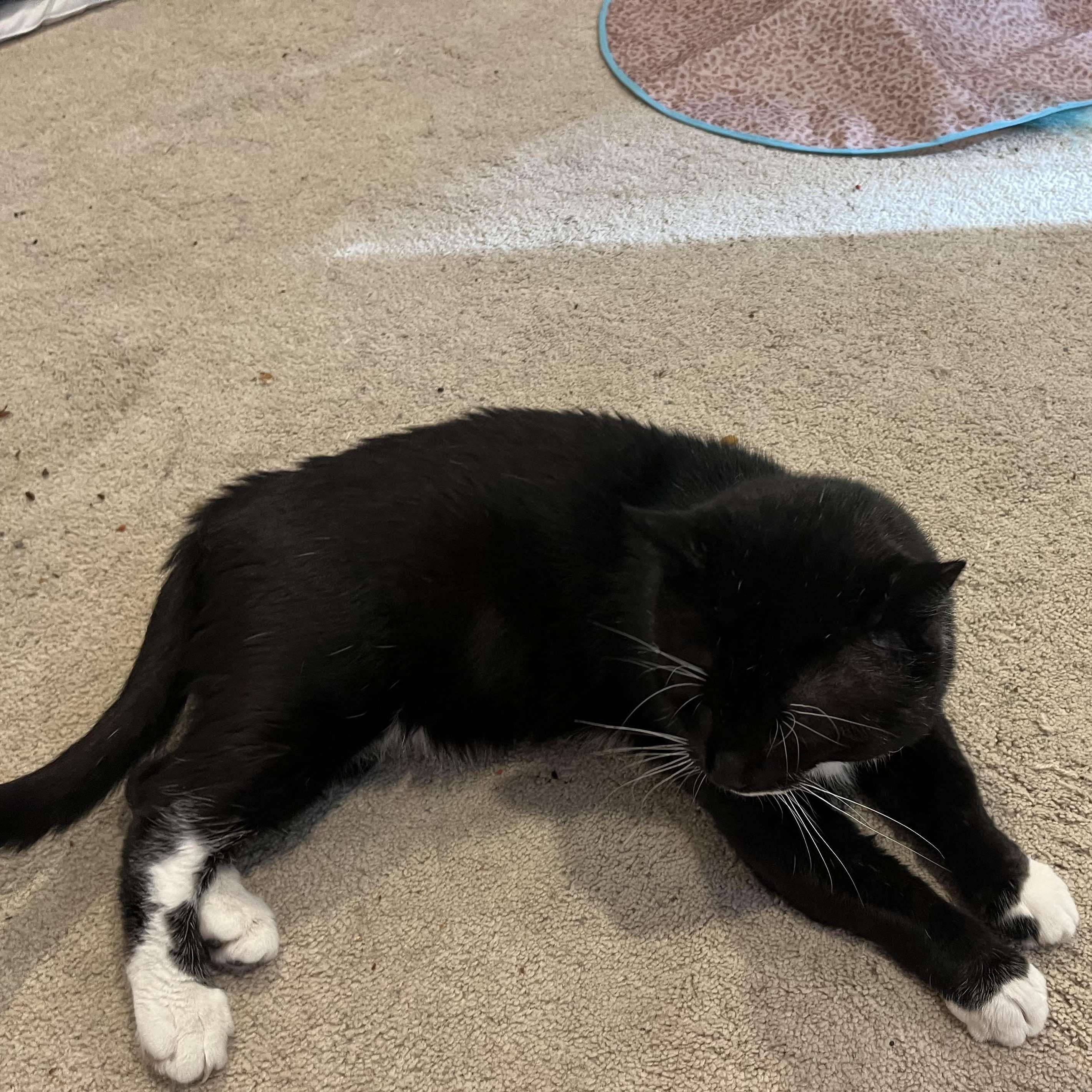 Enlarge Big Boy 4014, a Adoptable Domestic Short Hair in Scranton, PA image 3/6