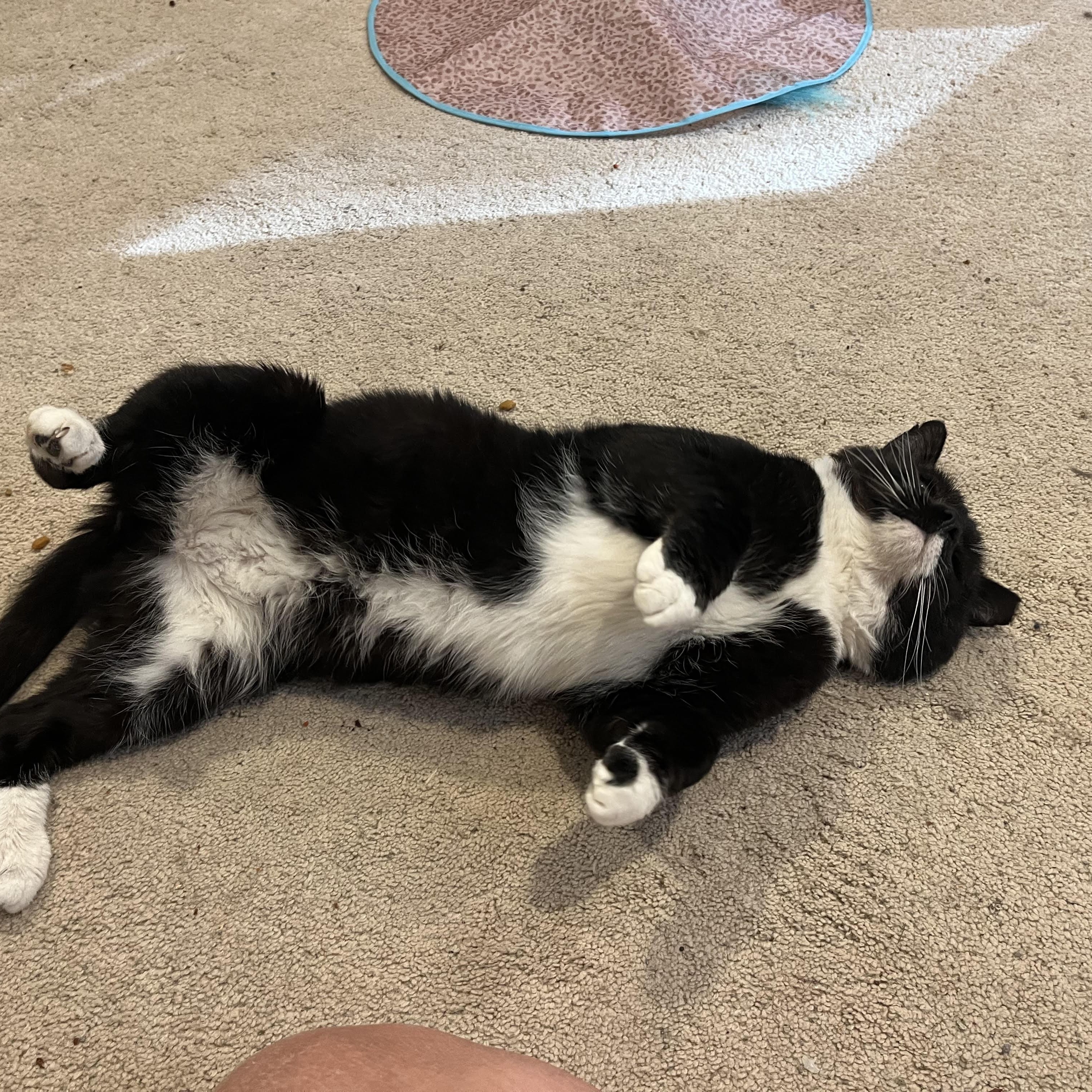 Enlarge Big Boy 4014, a Adoptable Domestic Short Hair in Scranton, PA image 2/6