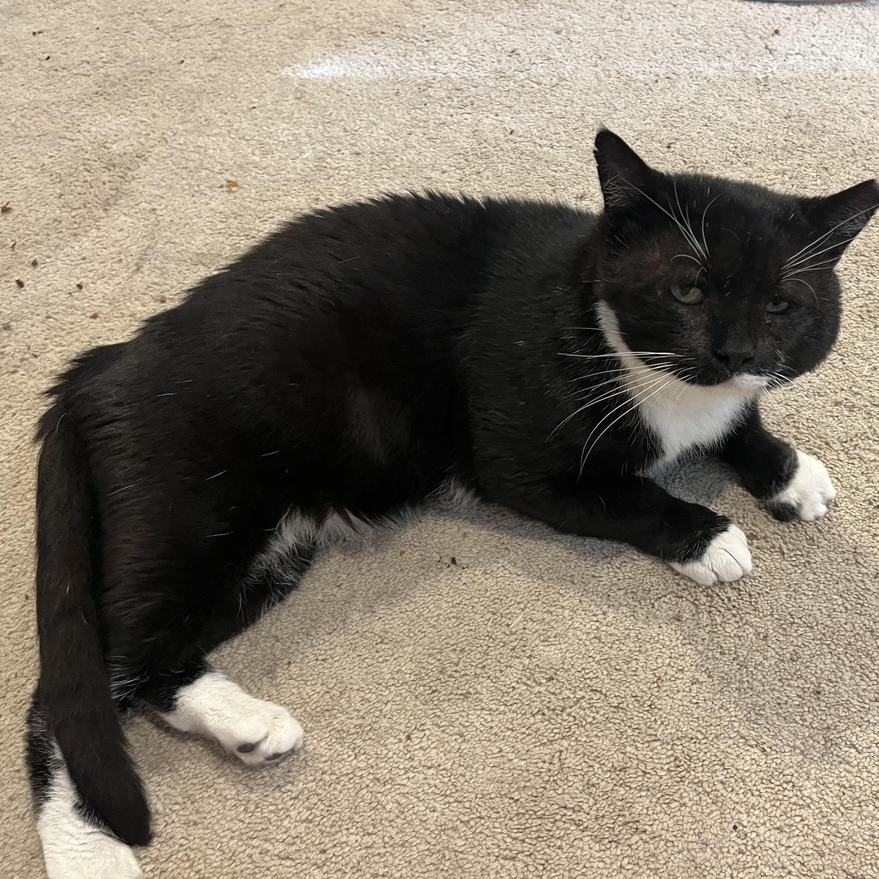 Big Boy 4014, Adoptable, Adult Male Domestic Short Hair.