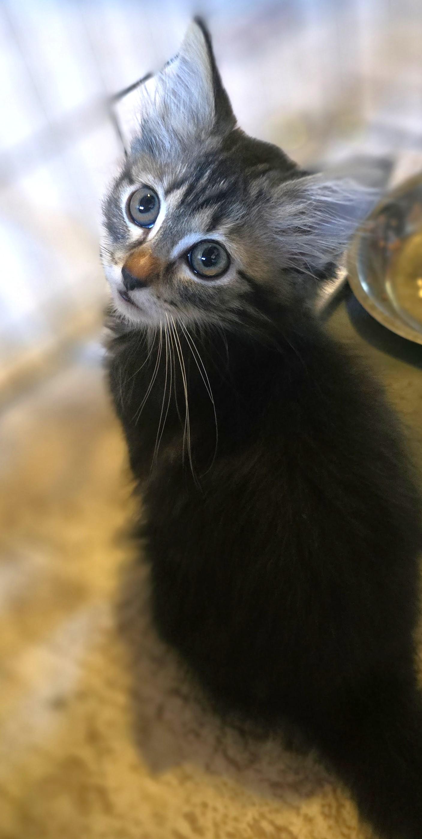 Storm, a Adoptable mixed breed in San Diego, CA image 2/2