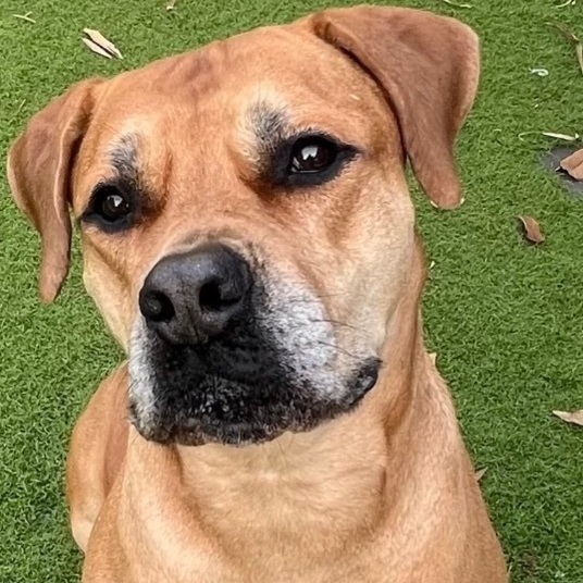 Harley, a Adoptable mixed breed in Fort Myers, FL image 1/10