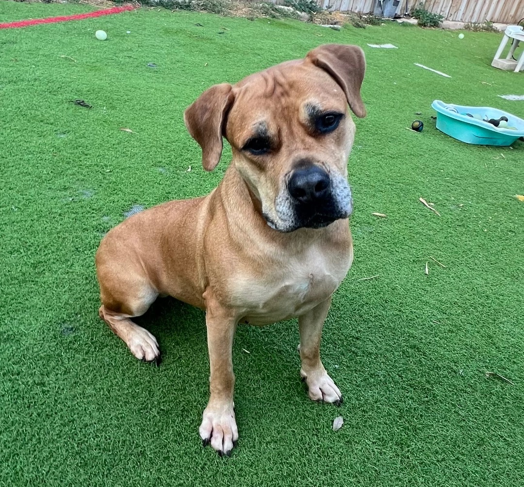 Harley, a Adoptable mixed breed in Fort Myers, FL image 2/10