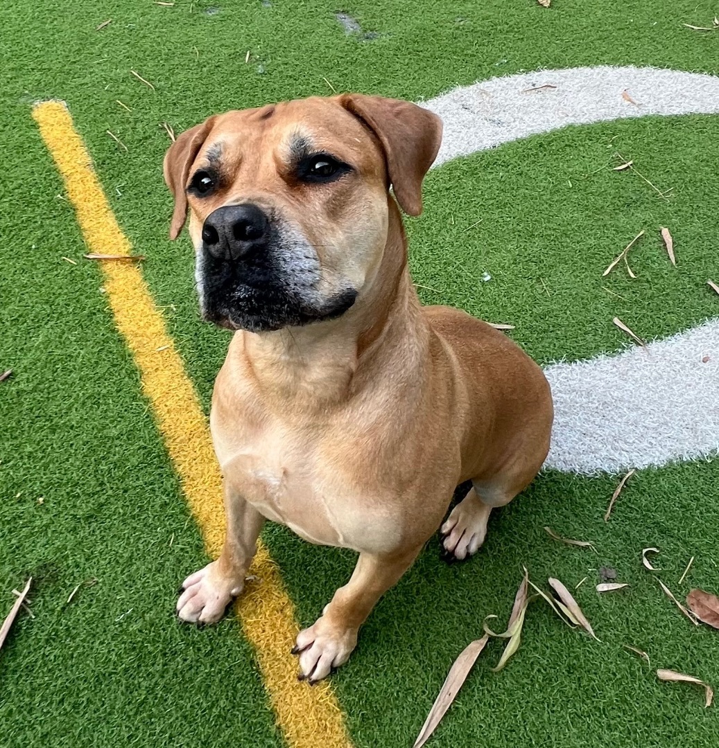 Harley, a Adoptable mixed breed in Fort Myers, FL image 3/10