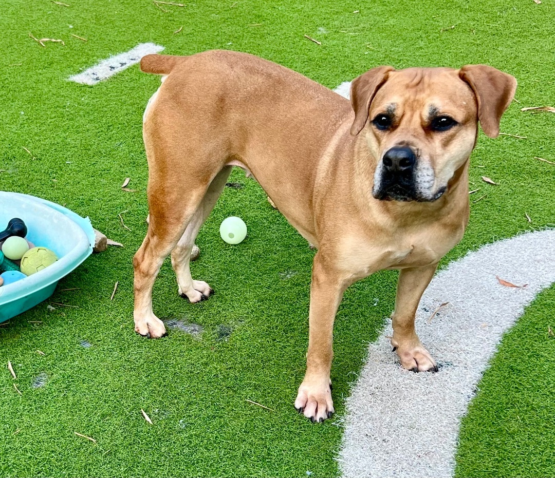 Harley, a Adoptable mixed breed in Fort Myers, FL image 4/10