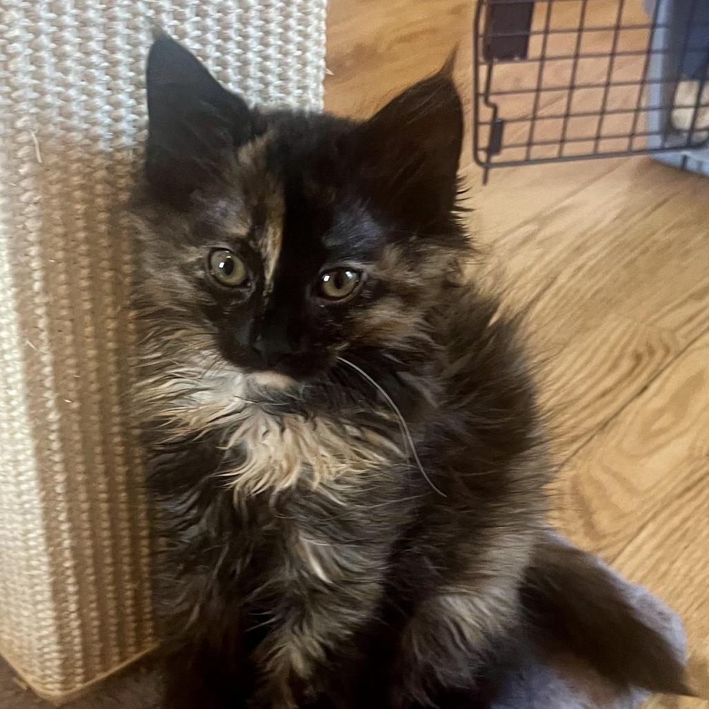 Kite, Baby Female Domestic Long Hair