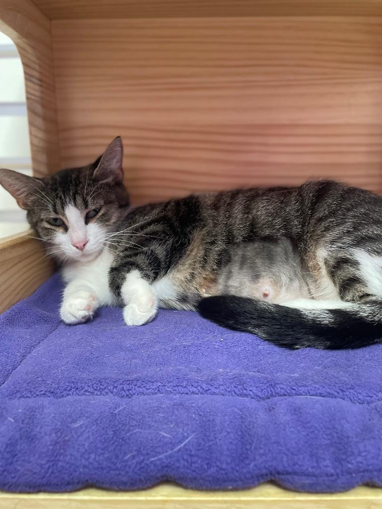 Helena, Adoptable, Adult Female Domestic Short Hair.