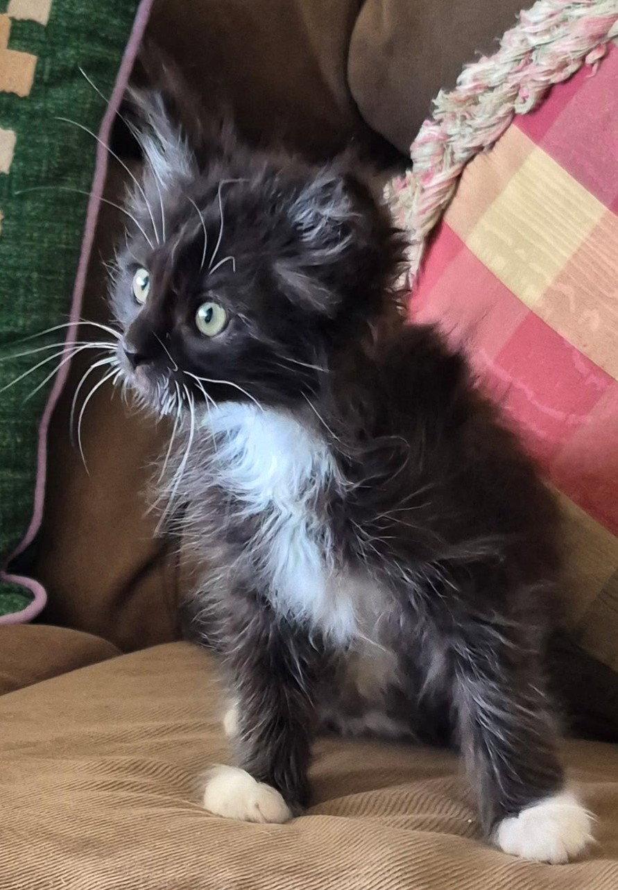 Cisco & Maya - twin tuxies - CCC, Adopted, Kitten Female Tuxedo & Domestic Medium Hair.