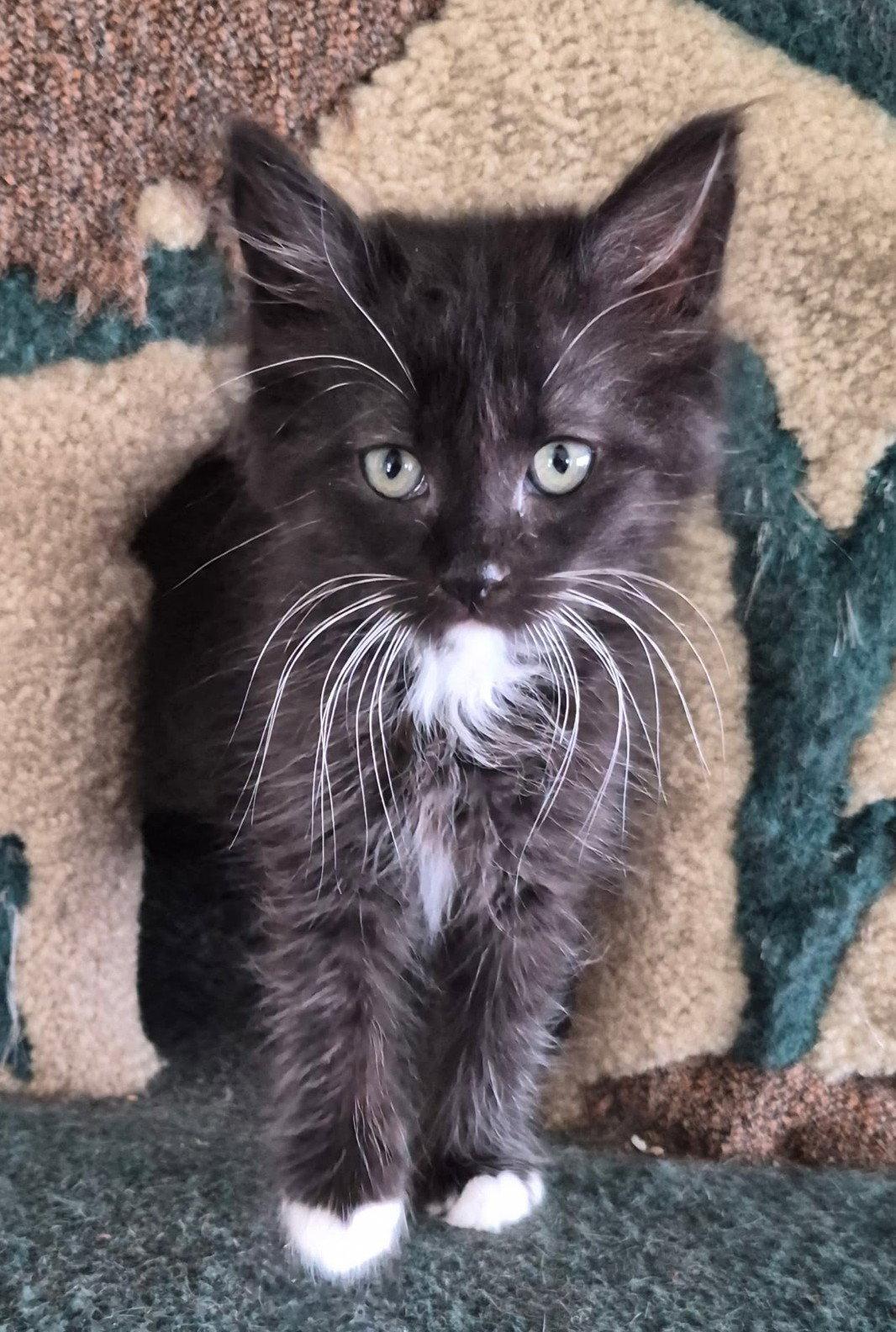 Cisco & Maya - twin tuxies - CCC, a Adopted mixed breed in San Luis Obispo, CA image 2/2